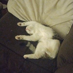 A sleeping lazy cat he cool 😂